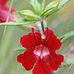 Hogyan gondozzuk a bohócvirágot (Mimulus moschatus)?