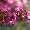 A legnépszerűbb virágzó díszfák (Prunus nemzetség)