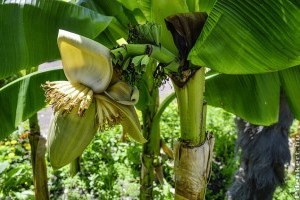 A banán gondozásának lépései