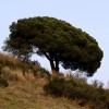 Ismerjük meg a mandulafenyőt (Pinus pinea)! - 2. rész