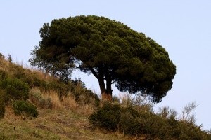 Ismerjük meg a mandulafenyőt (Pinus pinea)! - 2. rész