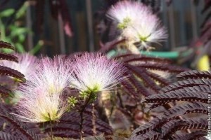 Bordó levelű selyemakác: nagyon bírja a szárazságot