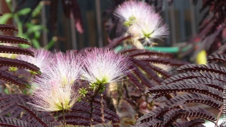 Bordó-levelű selyemakác: különleges színfolt a kertben