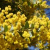 A sárga virágú fák - Akáciák