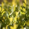 Buxus sempervirens - Örökzöld puszpáng