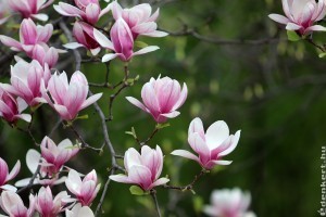 Az 5+1 legszebb kora tavasszal virágzó fa és cserje
