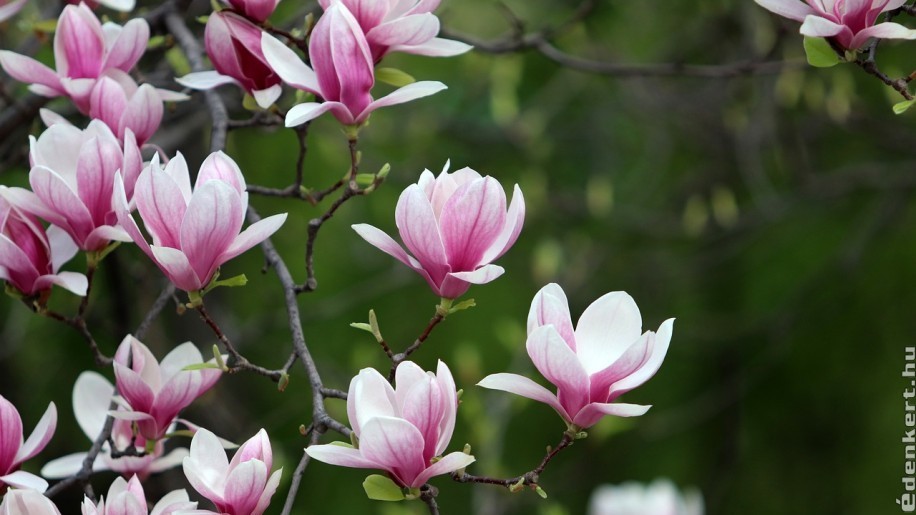 Az 5+1 legszebb tavasz elején virágzó fa és cserje