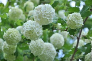 Az 5 legszebb fehér virágú díszcserje