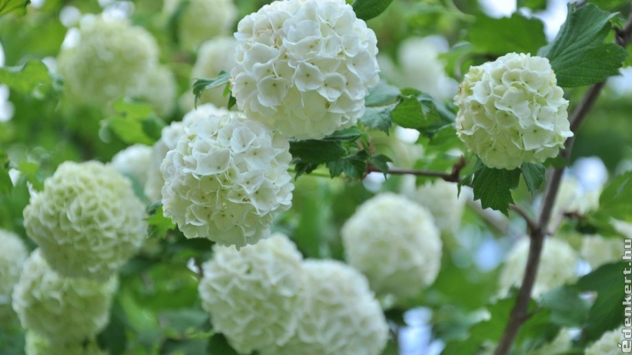 Az 5 legszebb fehér virágú díszcserje