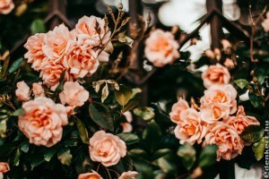 5 fontos tanács, hogyan metsszük meg tavasszal a rózsát