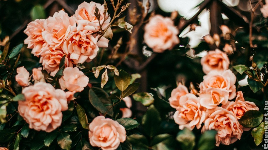 5 jó tanács, hogyan metsszük meg tavasszal a rózsát!