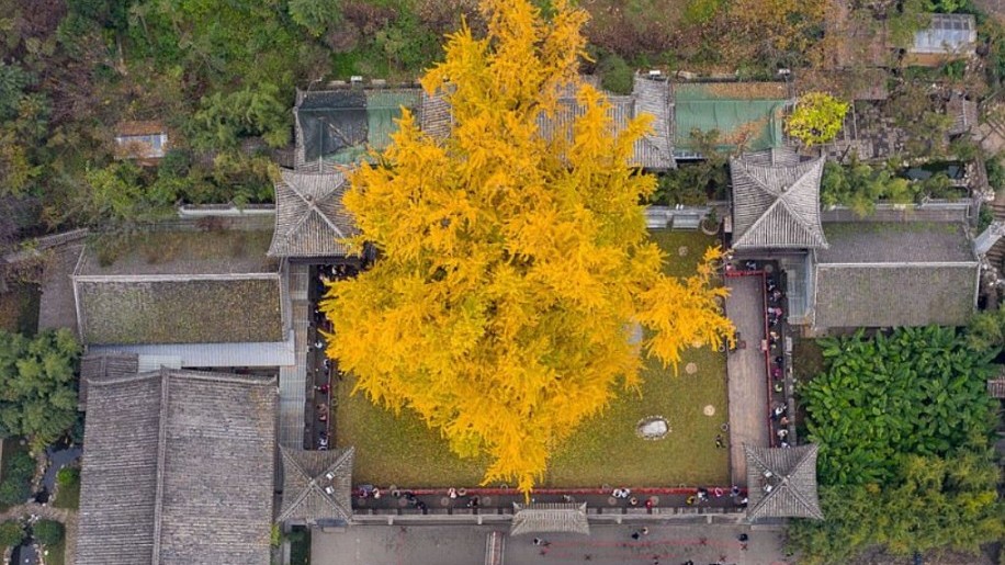 Lenyűgöző, ahogy aranyszínbe öltözteti az 1400 éves ginkgo biloba fa a kolostor udvarát