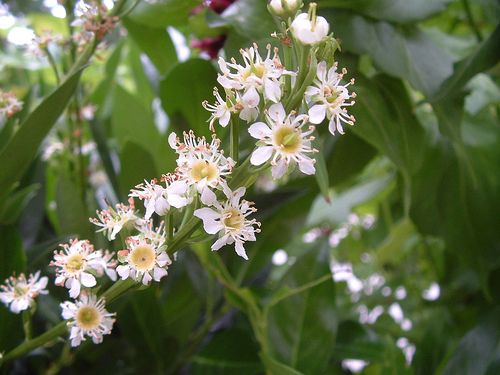 Babérmeggy, Prunus laurocerasus