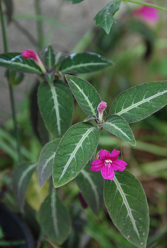 Ruellia