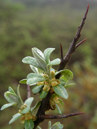 Homoktövis - Hippophae rhamnoides