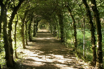 Carpinus betulus Közönséges gyertyán