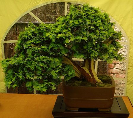 tiszafa bonsai