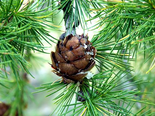 Larix Decidua