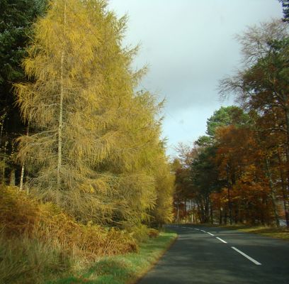 Larix europaea