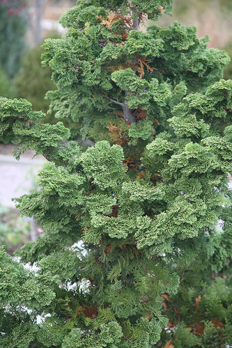 Chamaecyparis obtusa