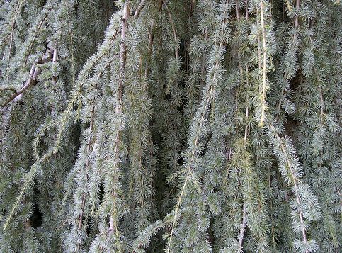 Cedrus atlantica