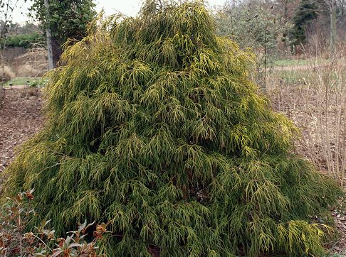 Chamaecyparis pisifera