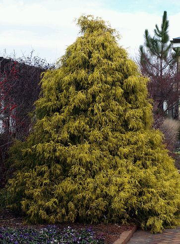 Chamaecyparis pisifera