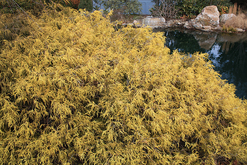 Chamaecyparis pisifera „King´s Gold