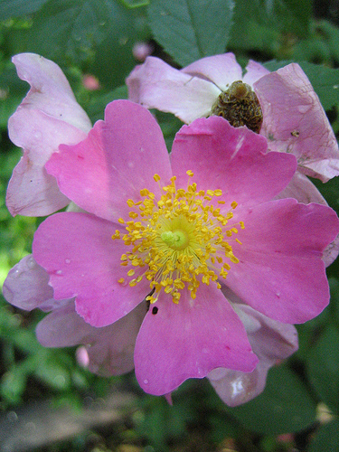 Rosa setigera rózsa