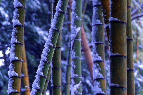 Isten azért teremtette a bambuszt, hogy gazdaggá tegye vele a kínaiakat