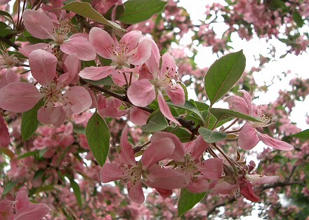 Legszebb tavasszal virágzó fák és cserjék