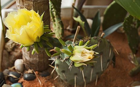 Opuntia Chlorotica