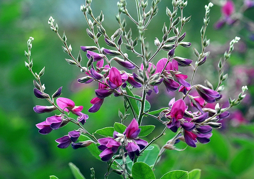 Lespedeza thunbergii