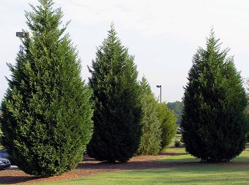 Leylandi-ciprus-cupressocyparis-leylandii