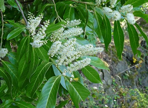 babérmeggy-prunus-laurocerasus