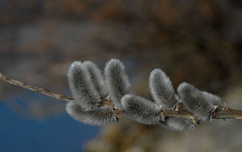 barka-salix cinerea