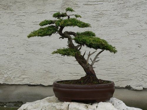 Mindenkinek kell egy bonsai! - Egy bonsai szakértő tanácsai - Aktuális  kerti munkák - Profi kertész