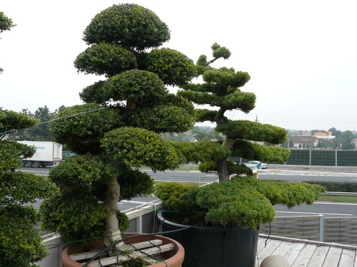 bonsai-törpe-fák