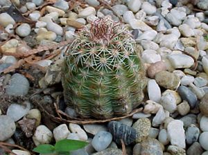 Télálló kaktuszok