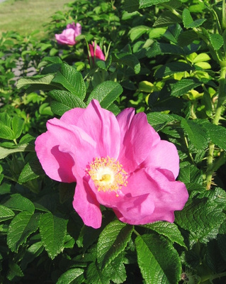 Virágzó-rózsa