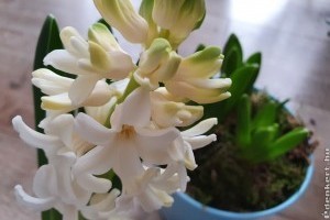 Tavaszi virágok: így virágzik sokáig a lakásban a cserépben tartott jácint