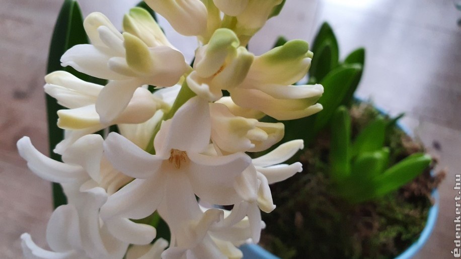 Tavaszi virágok: így virágzik sokáig a lakásban a cserépben tartott jácint