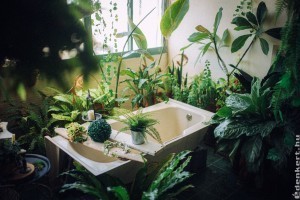 Ezeket a szobanövényeket tedd a fürdőszobába
