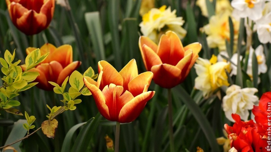 Hagymások ültetése: milyen mélyre kell ültetni a tulipánt, a nárciszt?