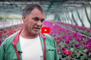 Budapest virágai - Kisfilm a fővárosi kertészek mindennapjaiból
