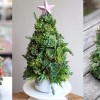Örökzöld karácsonyfa pozsgás növényekből