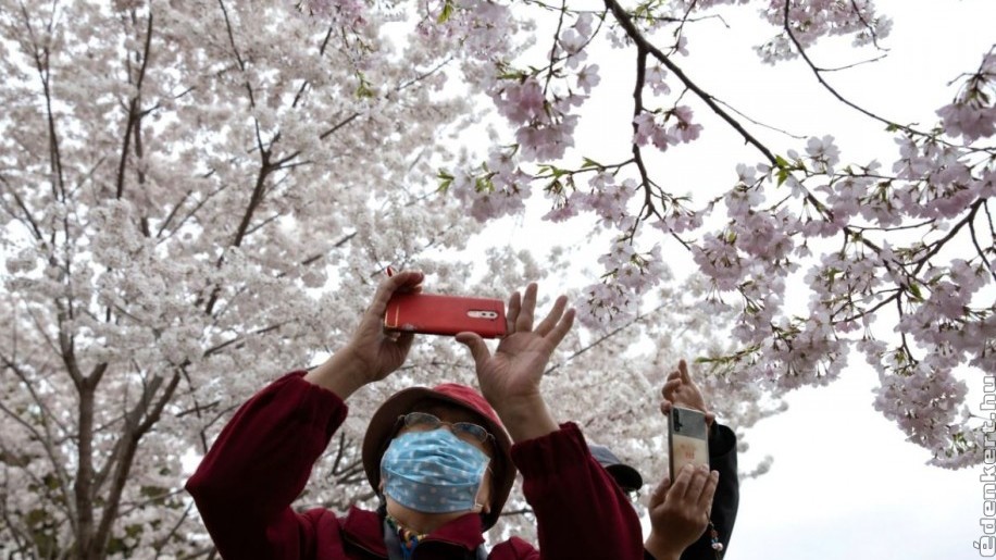 Tavaszi megújulás Wuhanban: virítanak a cseresznyefák