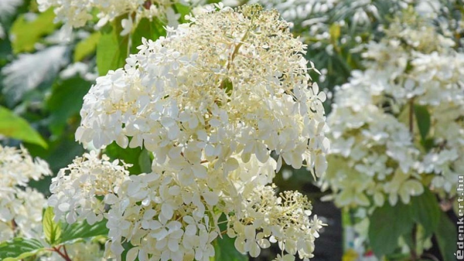 Hófehér színfoltja lehet kertünknek a bugás hortenzia