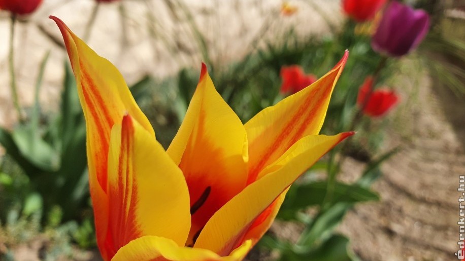 A nagyi tippjei: így gondozzuk a tulipánt!