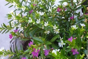 Japánmirtusz, kuffea, cuppánka - egy nagyon különleges növény 3 névvel
